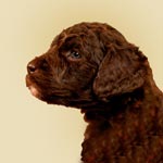 Barbet (French Water Dog)