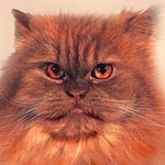 Red Tabby Persian Cat