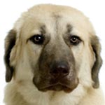 Anatolian Shepherd