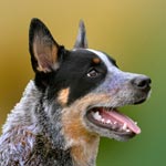 Australian Cattle Dog