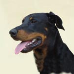 Beauceron