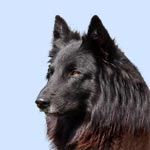 Belgian Shepherd Dog (Groenendael)