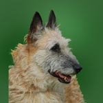 Belgian Shepherd Dog (Laekenois)