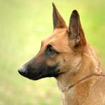 Belgian Shepherd Dog (Malinois)