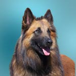 Belgian Shepherd Dog (Tervuren)