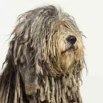 Bergamasco Shepherd