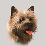 Cairn Terrier