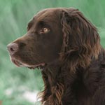 German Spaniel (Deutscher Wachtelhund)