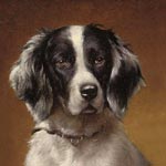 French Spaniel