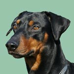 German Pinscher