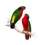 Kuhl's Lorikeet