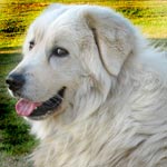 Maremma Sheepdog