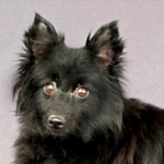 Schipperke