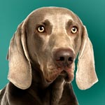 Weimaraner