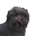 Affenpinscher