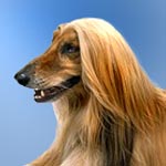 Afghan Hound