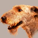 Airedale Terrier