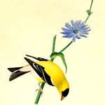 American Goldfinch