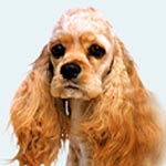 American Cocker Spaniel