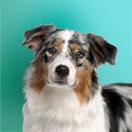 Australian Shepherd