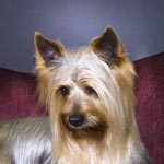 Australian Silky Terrier