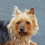 Australian Terrier