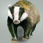 Badger