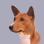 Basenji Dog