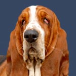 Basset Hound