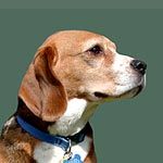 Beagle