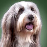 Bearded Collie