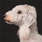 Bedlington Terrier