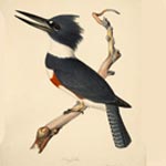 Belted kingfisher