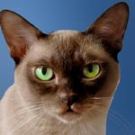 Burmese Cat