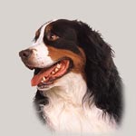 Bernese Mountain Dog