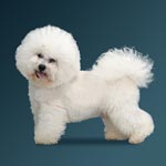 Bichon Frise