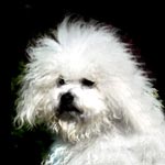 Bichon Bolegnese