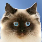 Birman Cat