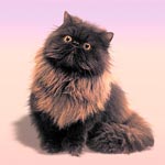 Black Persian Cat