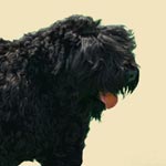 Black Russian Terrier