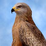 Black Kite