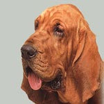 Bloodhound