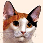 Bobtail Cat
