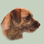 Border Terrier