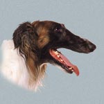 Borzoi (Russian Wolfhound)