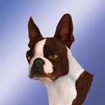 Boston Terrier