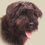 Bouvier des Flandres