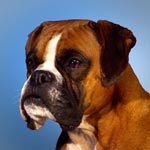 Boxer Dog