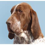 Bracco Italiano