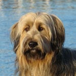 Briard